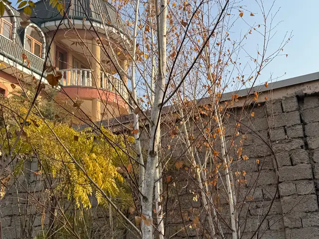 Берёза, Душанбе