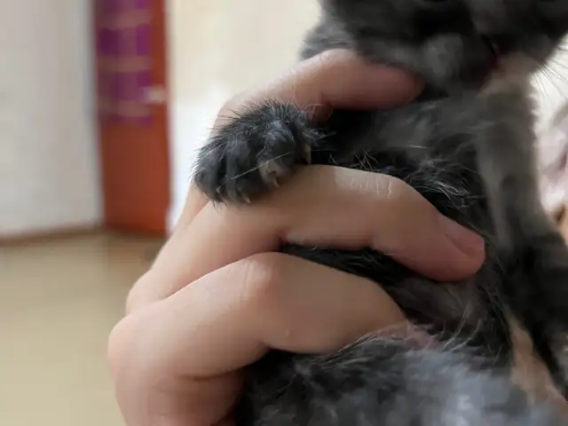 Шотландский вислоухий котенок, Душанбе - 7