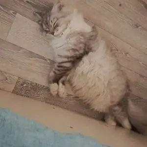 Кот в хорошие руки, Душанбе