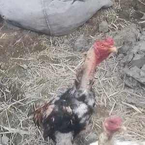 Хурузи саман, Конибодом