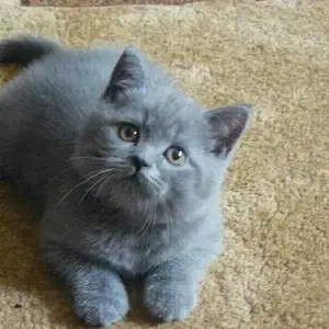 Шотландский котенок, Душанбе