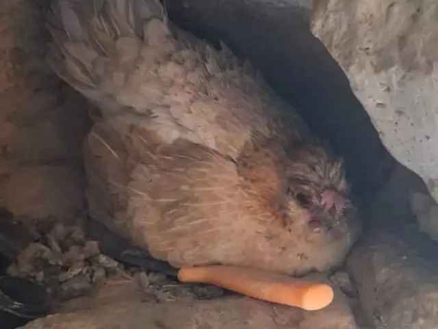 Япончаи кург, Душанбе
