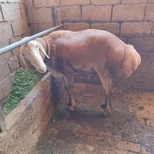 Кушкори Афгони, Душанбе
