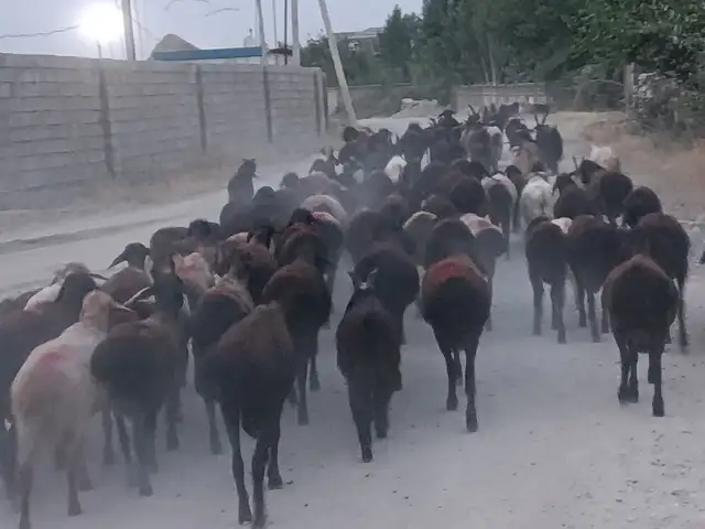 Гусфанд, Душанбе