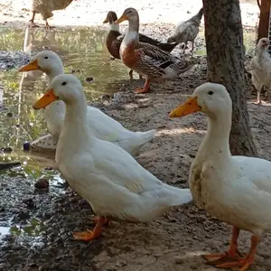 Утки, Ваҳдат