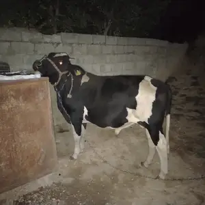 Бука, Душанбе