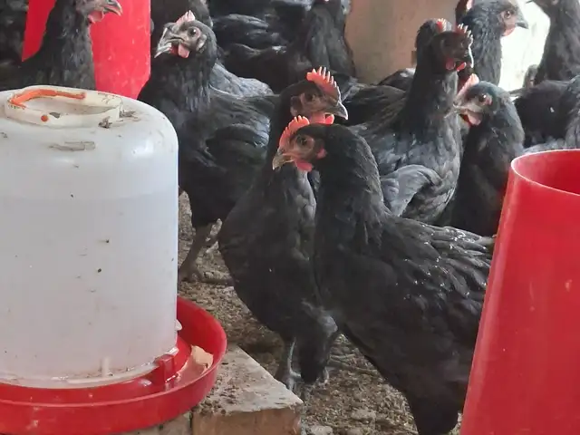 Чучахои джерси гигант, Худжанд