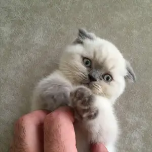 Шотландская вислоухая кошка, Душанбе