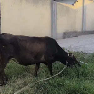 Гови ширдор бо гусола, Рудаки