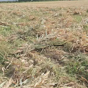 Чуворимакка, Худжанд