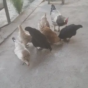 Мурги мокиен, Гиссар