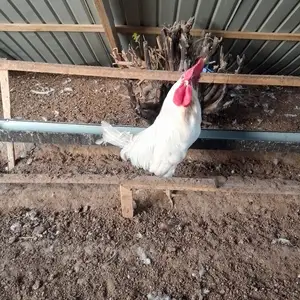 Мурги Декальб уайт, Шахринав