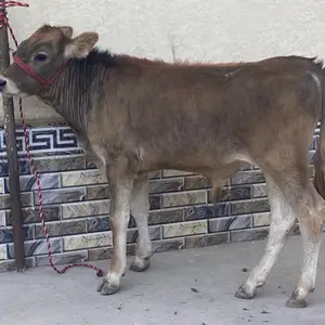 Букачаи карпат, Хуҷанд