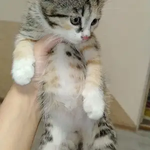 Котенок, Душанбе