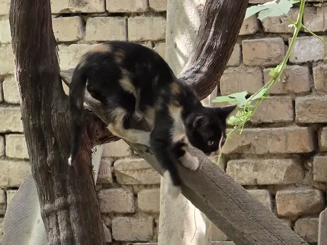 Кошечка, Душанбе