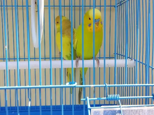 Попугай, Душанбе