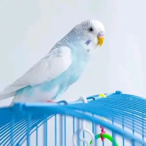 Попугай, Душанбе