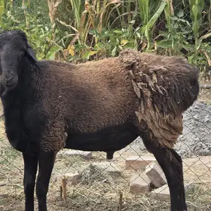 Кушкор, Вахдат