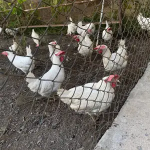 Курица, Худжанд
