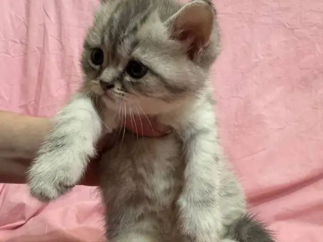 Котята Британскиая Шиншила, Душанбе