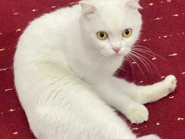 Шотландская кошка, Хуҷанд