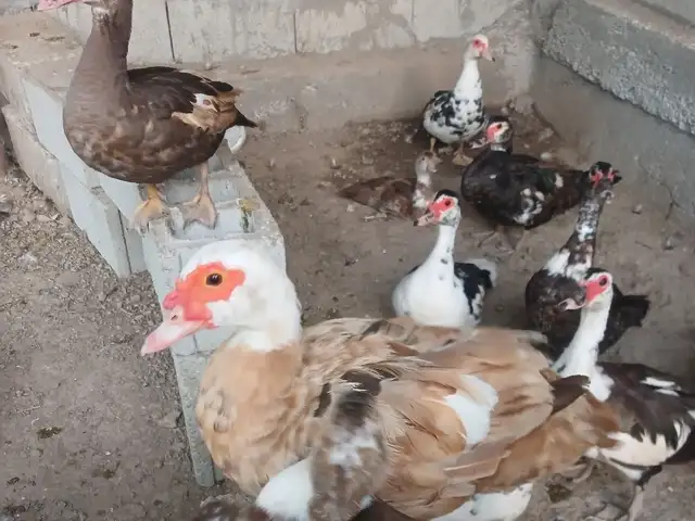 Индоутка, Ҳисор