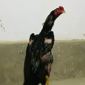Дакан, Бохтар (Курган-Тюбе)