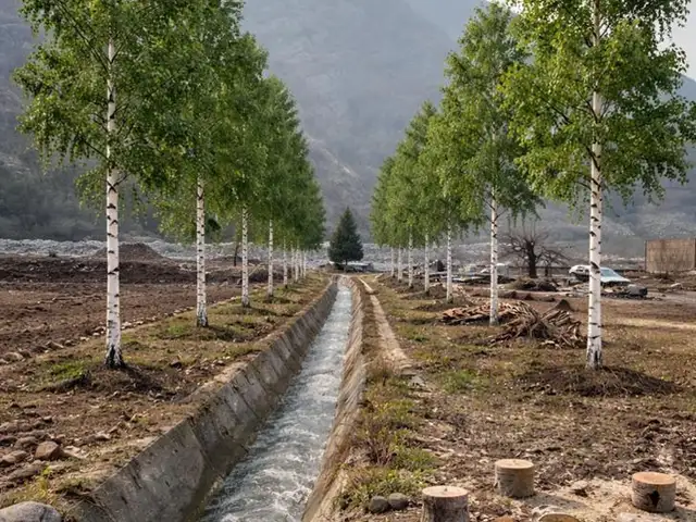 Берёза, Душанбе