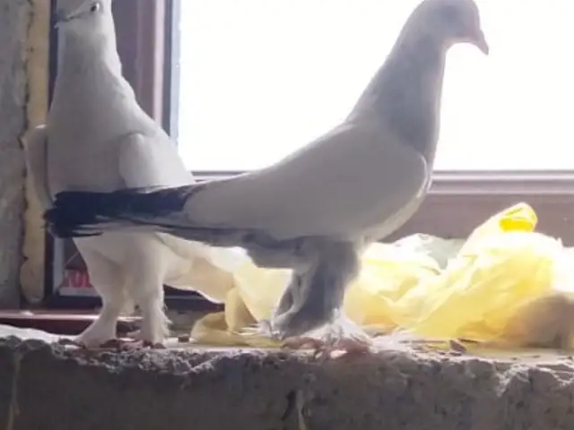 Кафтар, Вахдат