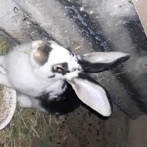 Харгӯши нар, Пенджикент