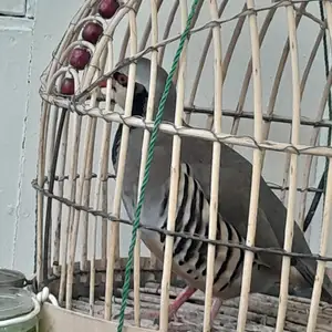 Кабк, Душанбе