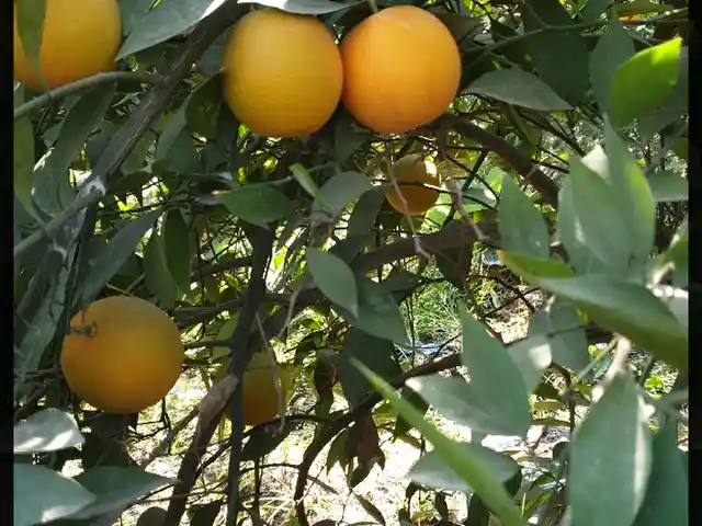 Апельсиновое дерево, Душанбе