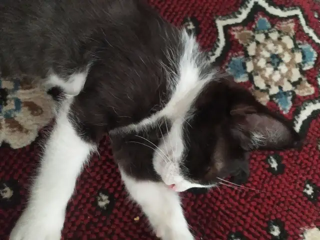 Кошка, Вахдат