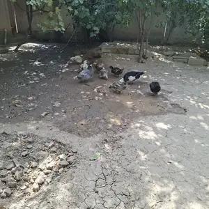 Мургоби, Душанбе