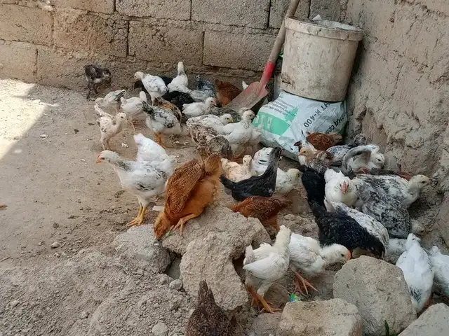 Чучахои рябушка ва брама, Турсунзода