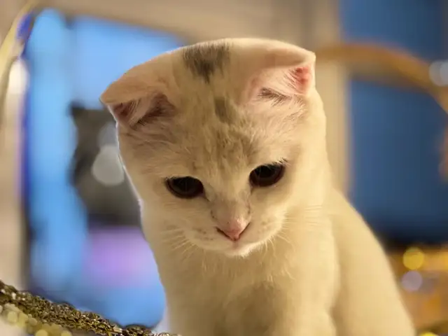Кошка шотландская, Душанбе