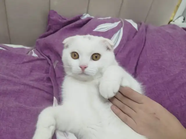 Гурба гум шуд, Вахдат