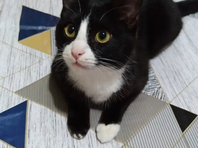Кот бесплатно, Худжанд