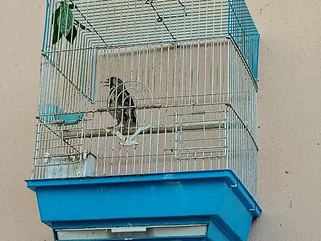 Саъба, Худжанд
