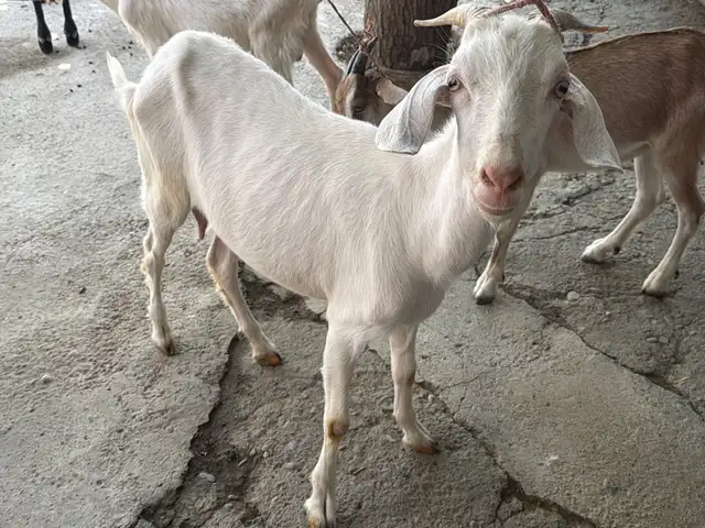 Бузи Зааненский Альпийский, Рудаки