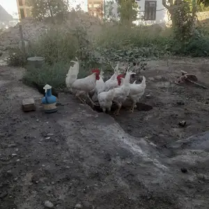 Хурусхо, Хуҷанд