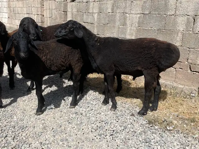 Кушкор шишак хисори, Душанбе