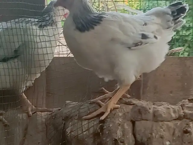Чуҷаи рябушка, Турсунзаде
