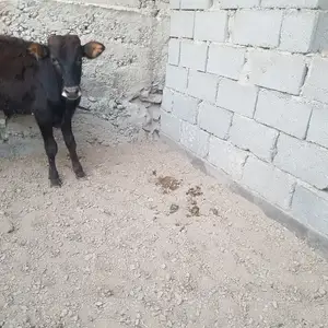 Гов, Худжанд