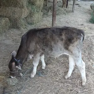 Гов кати гусалаш нар, Пяндж
