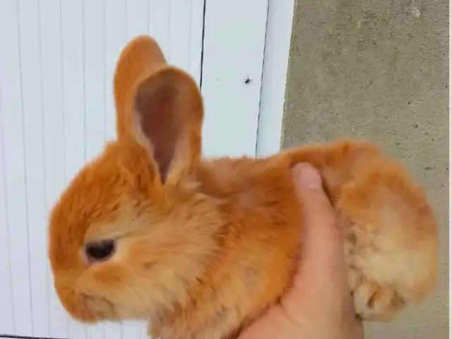Харгушча, Душанбе