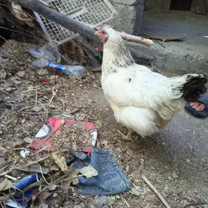 Мурги Рябушка, Душанбе
