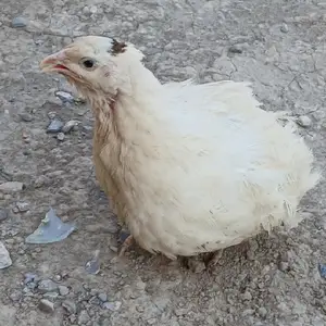 Бедона, Канибадам