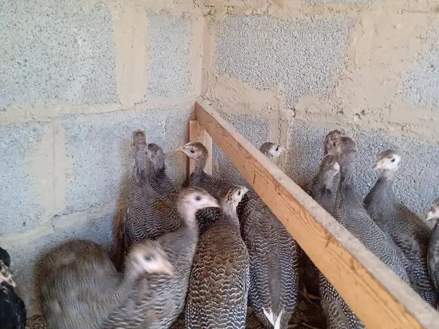 Цесарка чуча, Ҷаббор Расулов