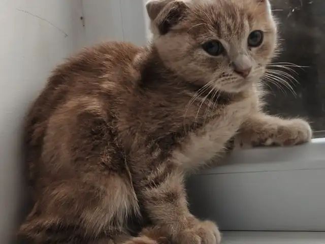 Вислоухий котенок, Хуҷанд